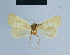  ( - BC ZSM Lep 54711)  @12 [ ] CreativeCommons - Attribution Non-Commercial Share-Alike (2014) Axel Hausmann/Bavarian State Collection of Zoology (ZSM) SNSB, Zoologische Staatssammlung Muenchen