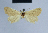  ( - BC ZSM Lep 54712)  @12 [ ] CreativeCommons - Attribution Non-Commercial Share-Alike (2014) Axel Hausmann/Bavarian State Collection of Zoology (ZSM) SNSB, Zoologische Staatssammlung Muenchen