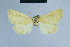  ( - BC ZSM Lep 54713)  @13 [ ] CreativeCommons - Attribution Non-Commercial Share-Alike (2014) Axel Hausmann/Bavarian State Collection of Zoology (ZSM) SNSB, Zoologische Staatssammlung Muenchen