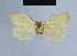  ( - BC ZSM Lep 54714)  @13 [ ] CreativeCommons - Attribution Non-Commercial Share-Alike (2014) Axel Hausmann/Bavarian State Collection of Zoology (ZSM) SNSB, Zoologische Staatssammlung Muenchen