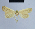  ( - BC ZSM Lep 54715)  @12 [ ] CreativeCommons - Attribution Non-Commercial Share-Alike (2014) Axel Hausmann/Bavarian State Collection of Zoology (ZSM) SNSB, Zoologische Staatssammlung Muenchen