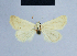  ( - BC ZSM Lep 54716)  @13 [ ] CreativeCommons - Attribution Non-Commercial Share-Alike (2014) Axel Hausmann/Bavarian State Collection of Zoology (ZSM) SNSB, Zoologische Staatssammlung Muenchen