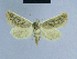  ( - BC ZSM Lep 54717)  @14 [ ] CreativeCommons - Attribution Non-Commercial Share-Alike (2014) Axel Hausmann/Bavarian State Collection of Zoology (ZSM) SNSB, Zoologische Staatssammlung Muenchen