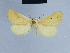  ( - BC ZSM Lep 54718)  @13 [ ] CreativeCommons - Attribution Non-Commercial Share-Alike (2014) Axel Hausmann/Bavarian State Collection of Zoology (ZSM) SNSB, Zoologische Staatssammlung Muenchen
