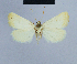  ( - BC ZSM Lep 54720)  @13 [ ] CreativeCommons - Attribution Non-Commercial Share-Alike (2014) Axel Hausmann/Bavarian State Collection of Zoology (ZSM) SNSB, Zoologische Staatssammlung Muenchen