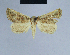  ( - BC ZSM Lep 54722)  @11 [ ] CreativeCommons - Attribution Non-Commercial Share-Alike (2014) Axel Hausmann/Bavarian State Collection of Zoology (ZSM) SNSB, Zoologische Staatssammlung Muenchen
