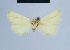  ( - BC ZSM Lep 54746)  @12 [ ] CreativeCommons - Attribution Non-Commercial Share-Alike (2014) Axel Hausmann/Bavarian State Collection of Zoology (ZSM) SNSB, Zoologische Staatssammlung Muenchen