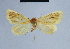  ( - BC ZSM Lep 54747)  @12 [ ] CreativeCommons - Attribution Non-Commercial Share-Alike (2014) Axel Hausmann/Bavarian State Collection of Zoology (ZSM) SNSB, Zoologische Staatssammlung Muenchen