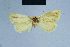  ( - BC ZSM Lep 54748)  @12 [ ] CreativeCommons - Attribution Non-Commercial Share-Alike (2014) Axel Hausmann/Bavarian State Collection of Zoology (ZSM) SNSB, Zoologische Staatssammlung Muenchen
