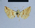  ( - BC ZSM Lep 54770)  @11 [ ] CreativeCommons - Attribution Non-Commercial Share-Alike (2014) Axel Hausmann/Bavarian State Collection of Zoology (ZSM) SNSB, Zoologische Staatssammlung Muenchen