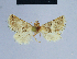  ( - BC ZSM Lep 54772)  @11 [ ] CreativeCommons - Attribution Non-Commercial Share-Alike (2014) Axel Hausmann/Bavarian State Collection of Zoology (ZSM) SNSB, Zoologische Staatssammlung Muenchen