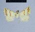  ( - BC ZSM Lep 54773)  @11 [ ] CreativeCommons - Attribution Non-Commercial Share-Alike (2014) Axel Hausmann/Bavarian State Collection of Zoology (ZSM) SNSB, Zoologische Staatssammlung Muenchen