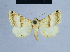  ( - BC ZSM Lep 54774)  @11 [ ] CreativeCommons - Attribution Non-Commercial Share-Alike (2014) Axel Hausmann/Bavarian State Collection of Zoology (ZSM) SNSB, Zoologische Staatssammlung Muenchen