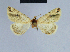  ( - BC ZSM Lep 54786)  @12 [ ] CreativeCommons - Attribution Non-Commercial Share-Alike (2014) Axel Hausmann/Bavarian State Collection of Zoology (ZSM) SNSB, Zoologische Staatssammlung Muenchen