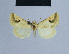  ( - BC ZSM Lep 54788)  @11 [ ] CreativeCommons - Attribution Non-Commercial Share-Alike (2014) Axel Hausmann/Bavarian State Collection of Zoology (ZSM) SNSB, Zoologische Staatssammlung Muenchen