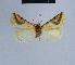  ( - BC ZSM Lep 54789)  @12 [ ] CreativeCommons - Attribution Non-Commercial Share-Alike (2014) Axel Hausmann/Bavarian State Collection of Zoology (ZSM) SNSB, Zoologische Staatssammlung Muenchen