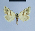  ( - BC ZSM Lep 54800)  @11 [ ] CreativeCommons - Attribution Non-Commercial Share-Alike (2014) Axel Hausmann/Bavarian State Collection of Zoology (ZSM) SNSB, Zoologische Staatssammlung Muenchen