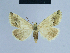  ( - BC ZSM Lep 54801)  @11 [ ] CreativeCommons - Attribution Non-Commercial Share-Alike (2014) Axel Hausmann/Bavarian State Collection of Zoology (ZSM) SNSB, Zoologische Staatssammlung Muenchen