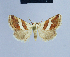 ( - BC ZSM Lep 54804)  @13 [ ] CreativeCommons - Attribution Non-Commercial Share-Alike (2014) Axel Hausmann/Bavarian State Collection of Zoology (ZSM) SNSB, Zoologische Staatssammlung Muenchen