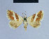  ( - BC ZSM Lep 54805)  @13 [ ] CreativeCommons - Attribution Non-Commercial Share-Alike (2014) Axel Hausmann/Bavarian State Collection of Zoology (ZSM) SNSB, Zoologische Staatssammlung Muenchen