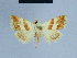  ( - BC ZSM Lep 54806)  @11 [ ] CreativeCommons - Attribution Non-Commercial Share-Alike (2014) Axel Hausmann/Bavarian State Collection of Zoology (ZSM) SNSB, Zoologische Staatssammlung Muenchen