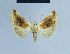  ( - BC ZSM Lep 54821)  @13 [ ] CreativeCommons - Attribution Non-Commercial Share-Alike (2014) Axel Hausmann/Bavarian State Collection of Zoology (ZSM) SNSB, Zoologische Staatssammlung Muenchen