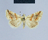 ( - BC ZSM Lep 54822)  @13 [ ] CreativeCommons - Attribution Non-Commercial Share-Alike (2014) Axel Hausmann/Bavarian State Collection of Zoology (ZSM) SNSB, Zoologische Staatssammlung Muenchen