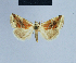  ( - BC ZSM Lep 54824)  @13 [ ] CreativeCommons - Attribution Non-Commercial Share-Alike (2014) Axel Hausmann/Bavarian State Collection of Zoology (ZSM) SNSB, Zoologische Staatssammlung Muenchen