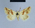  ( - BC ZSM Lep 54825)  @13 [ ] CreativeCommons - Attribution Non-Commercial Share-Alike (2014) Axel Hausmann/Bavarian State Collection of Zoology (ZSM) SNSB, Zoologische Staatssammlung Muenchen