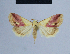  ( - BC ZSM Lep 54847)  @13 [ ] CreativeCommons - Attribution Non-Commercial Share-Alike (2014) Axel Hausmann/Bavarian State Collection of Zoology (ZSM) SNSB, Zoologische Staatssammlung Muenchen