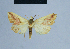  ( - BC ZSM Lep 54852)  @13 [ ] CreativeCommons - Attribution Non-Commercial Share-Alike (2014) Axel Hausmann/Bavarian State Collection of Zoology (ZSM) SNSB, Zoologische Staatssammlung Muenchen