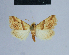  ( - BC ZSM Lep 54871)  @13 [ ] CreativeCommons - Attribution Non-Commercial Share-Alike (2014) Axel Hausmann/Bavarian State Collection of Zoology (ZSM) SNSB, Zoologische Staatssammlung Muenchen