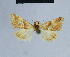  ( - BC ZSM Lep 54872)  @12 [ ] CreativeCommons - Attribution Non-Commercial Share-Alike (2014) Axel Hausmann/Bavarian State Collection of Zoology (ZSM) SNSB, Zoologische Staatssammlung Muenchen