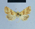  ( - BC ZSM Lep 54873)  @12 [ ] CreativeCommons - Attribution Non-Commercial Share-Alike (2014) Axel Hausmann/Bavarian State Collection of Zoology (ZSM) SNSB, Zoologische Staatssammlung Muenchen