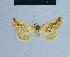  ( - BC ZSM Lep 54875)  @12 [ ] CreativeCommons - Attribution Non-Commercial Share-Alike (2014) Axel Hausmann/Bavarian State Collection of Zoology (ZSM) SNSB, Zoologische Staatssammlung Muenchen