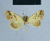  ( - BC ZSM Lep 54876)  @11 [ ] CreativeCommons - Attribution Non-Commercial Share-Alike (2014) Axel Hausmann/Bavarian State Collection of Zoology (ZSM) SNSB, Zoologische Staatssammlung Muenchen