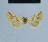  ( - BC ZSM Lep 54877)  @12 [ ] CreativeCommons - Attribution Non-Commercial Share-Alike (2014) Axel Hausmann/Bavarian State Collection of Zoology (ZSM) SNSB, Zoologische Staatssammlung Muenchen