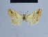  ( - BC ZSM Lep 54878)  @11 [ ] CreativeCommons - Attribution Non-Commercial Share-Alike (2014) Axel Hausmann/Bavarian State Collection of Zoology (ZSM) SNSB, Zoologische Staatssammlung Muenchen