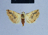  ( - BC ZSM Lep 54879)  @13 [ ] CreativeCommons - Attribution Non-Commercial Share-Alike (2014) Axel Hausmann/Bavarian State Collection of Zoology (ZSM) SNSB, Zoologische Staatssammlung Muenchen