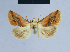  ( - BC ZSM Lep 54881)  @12 [ ] CreativeCommons - Attribution Non-Commercial Share-Alike (2014) Axel Hausmann/Bavarian State Collection of Zoology (ZSM) SNSB, Zoologische Staatssammlung Muenchen