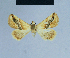  ( - BC ZSM Lep 54882)  @11 [ ] CreativeCommons - Attribution Non-Commercial Share-Alike (2014) Axel Hausmann/Bavarian State Collection of Zoology (ZSM) SNSB, Zoologische Staatssammlung Muenchen