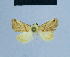  ( - BC ZSM Lep 54883)  @12 [ ] CreativeCommons - Attribution Non-Commercial Share-Alike (2014) Axel Hausmann/Bavarian State Collection of Zoology (ZSM) SNSB, Zoologische Staatssammlung Muenchen