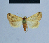 ( - BC ZSM Lep 54884)  @12 [ ] CreativeCommons - Attribution Non-Commercial Share-Alike (2014) Axel Hausmann/Bavarian State Collection of Zoology (ZSM) SNSB, Zoologische Staatssammlung Muenchen