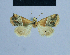  ( - BC ZSM Lep 54900)  @12 [ ] CreativeCommons - Attribution Non-Commercial Share-Alike (2014) Axel Hausmann/Bavarian State Collection of Zoology (ZSM) SNSB, Zoologische Staatssammlung Muenchen