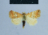  ( - BC ZSM Lep 54907)  @11 [ ] CreativeCommons - Attribution Non-Commercial Share-Alike (2014) Axel Hausmann/Bavarian State Collection of Zoology (ZSM) SNSB, Zoologische Staatssammlung Muenchen