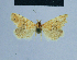  ( - BC ZSM Lep 54909)  @12 [ ] CreativeCommons - Attribution Non-Commercial Share-Alike (2014) Axel Hausmann/Bavarian State Collection of Zoology (ZSM) SNSB, Zoologische Staatssammlung Muenchen