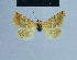  ( - BC ZSM Lep 54910)  @12 [ ] CreativeCommons - Attribution Non-Commercial Share-Alike (2014) Axel Hausmann/Bavarian State Collection of Zoology (ZSM) SNSB, Zoologische Staatssammlung Muenchen