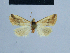  ( - BC ZSM Lep 54912)  @12 [ ] CreativeCommons - Attribution Non-Commercial Share-Alike (2014) Axel Hausmann/Bavarian State Collection of Zoology (ZSM) SNSB, Zoologische Staatssammlung Muenchen