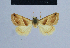  ( - BC ZSM Lep 54930)  @11 [ ] CreativeCommons - Attribution Non-Commercial Share-Alike (2014) Axel Hausmann/Bavarian State Collection of Zoology (ZSM) SNSB, Zoologische Staatssammlung Muenchen