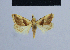  ( - BC ZSM Lep 54931)  @11 [ ] CreativeCommons - Attribution Non-Commercial Share-Alike (2014) Axel Hausmann/Bavarian State Collection of Zoology (ZSM) SNSB, Zoologische Staatssammlung Muenchen